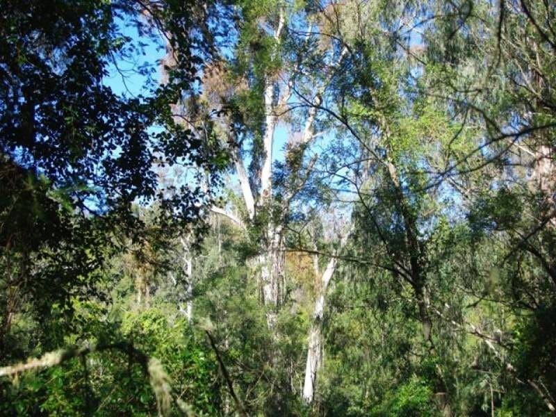 Lot 320 County Boundary Road COBARGO NSW, Cobargo - Thumbnail 6