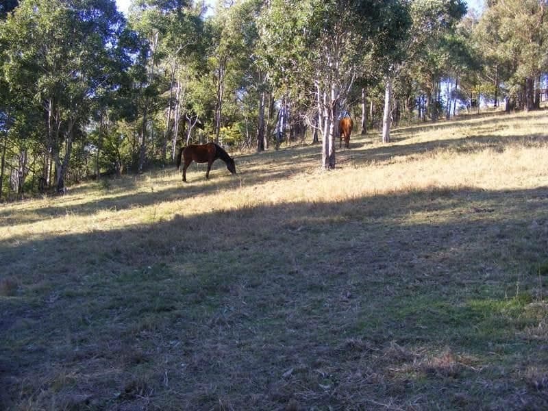 259 Black Range Road, Bega, Bega - Thumbnail 7
