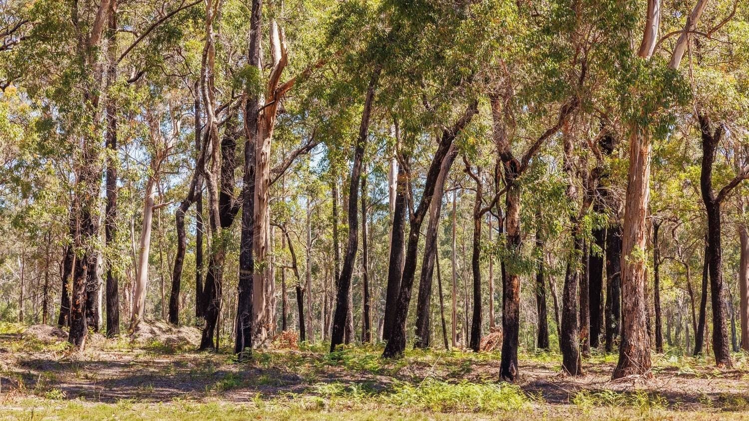 72 Wonboyn Rd, Wonboyn VIA, Eden, Eden - Thumbnail 5
