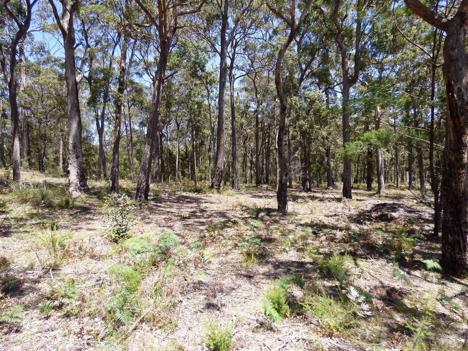 Lot 73 Gleeson Road, WONBOYN Via, Eden, Eden - Thumbnail 4