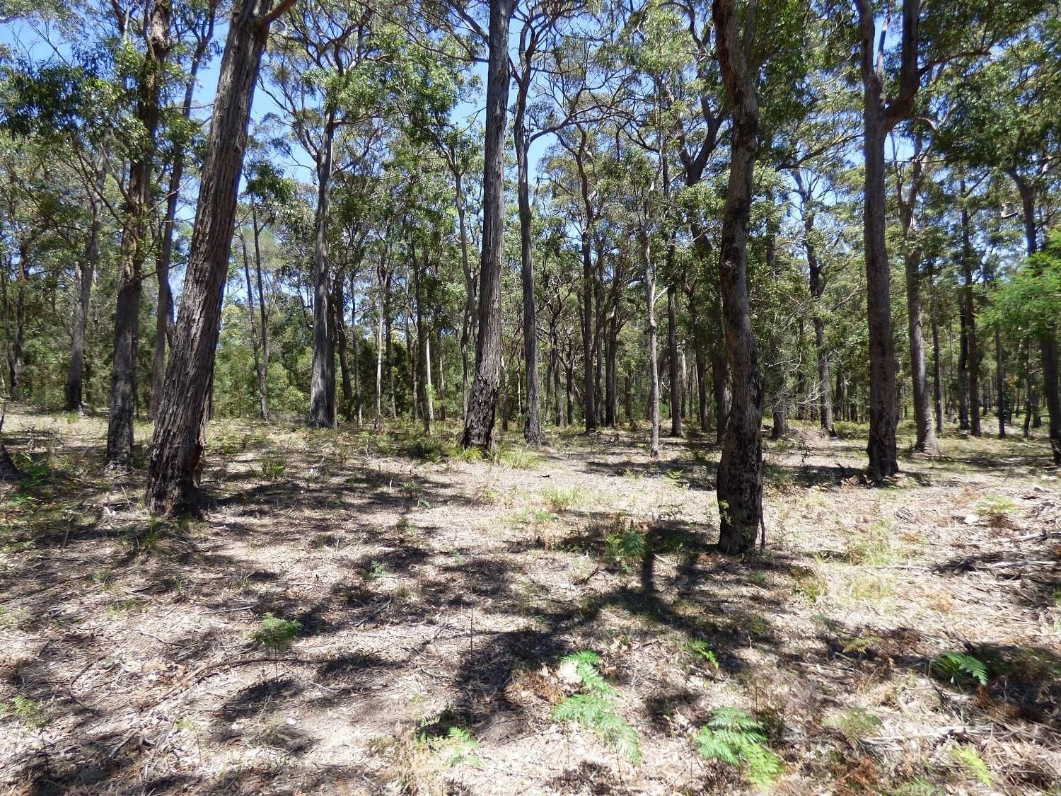 Lot 73 Gleeson Road, WONBOYN Via, Eden, Eden - Thumbnail 7
