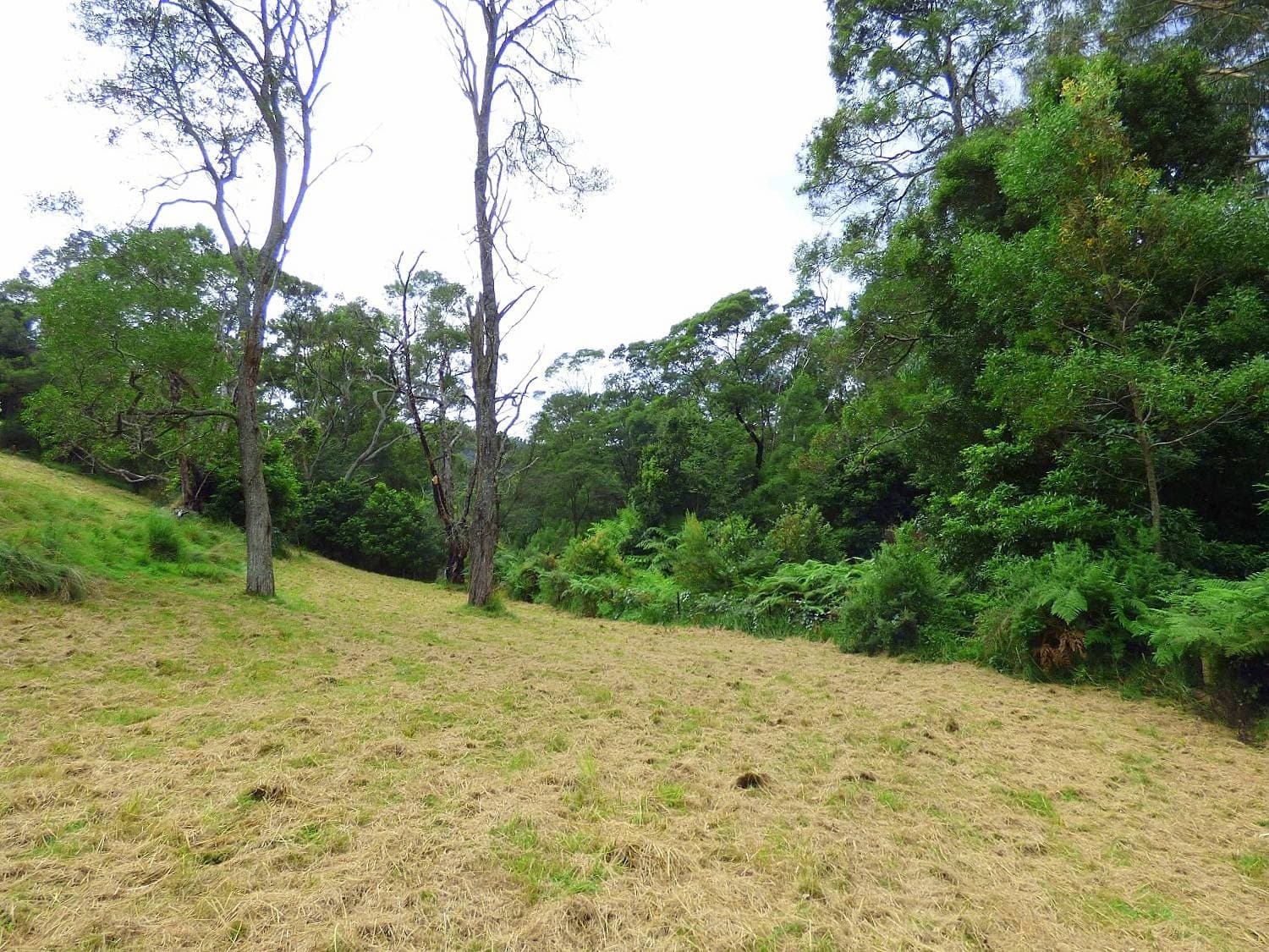 1412 Mount Darragh Rd, Lochiel, Lochiel - Thumbnail 5