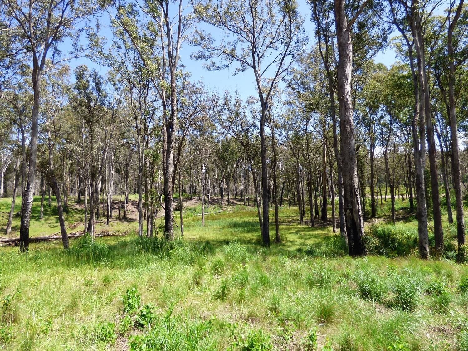 Lot 10 Nullica Short Cut Road, Boydtown Via, Eden, Eden - Image 1