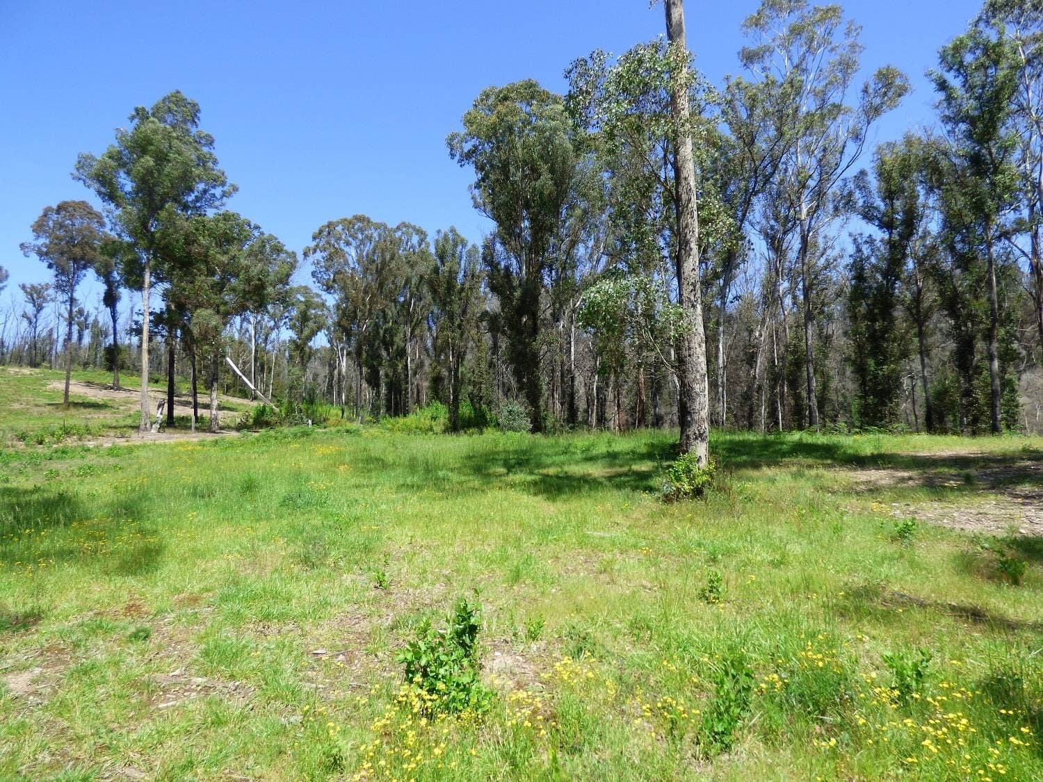 Lot 10 Nullica Short Cut Road, Boydtown Via, Eden, Eden - Thumbnail 3