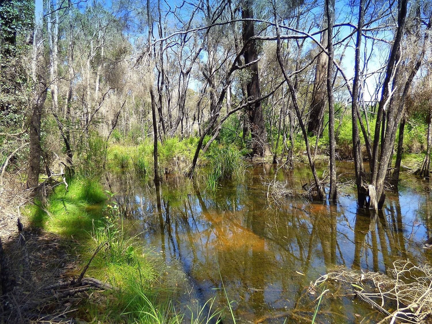 Lot 10 Nullica Short Cut Road, Boydtown Via, Eden, Eden - Thumbnail 4