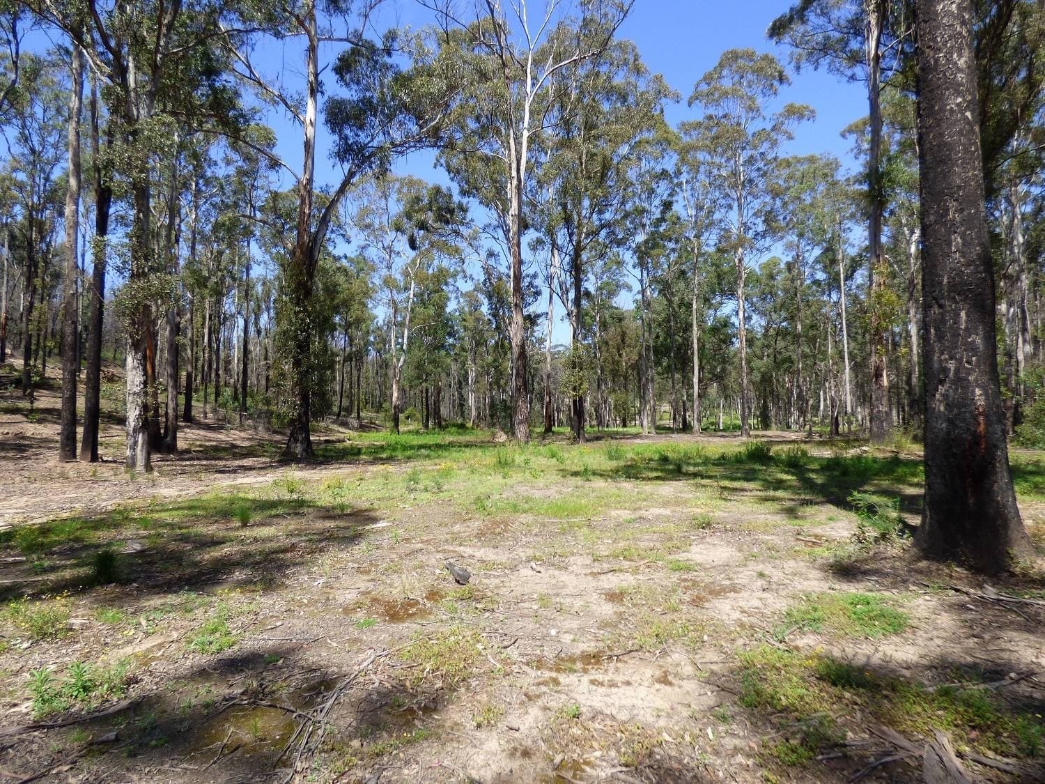 Lot 10 Nullica Short Cut Road, Boydtown Via, Eden, Eden - Thumbnail 6