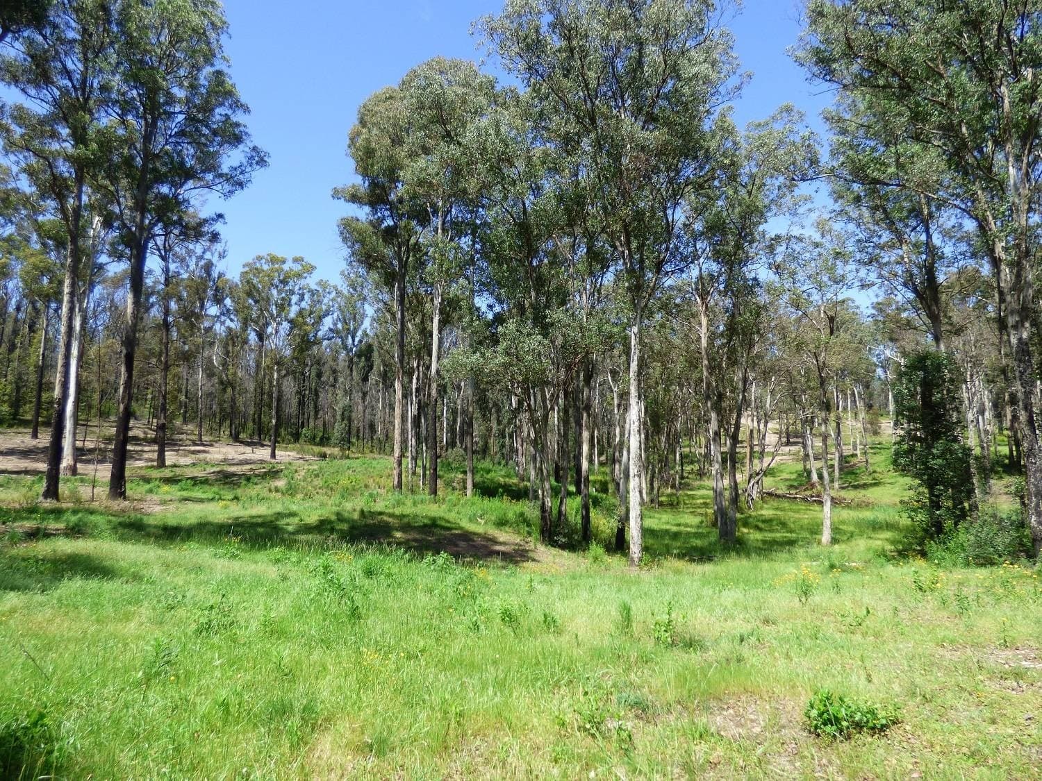 Lot 10 Nullica Short Cut Road, Boydtown Via, Eden, Eden - Thumbnail 7