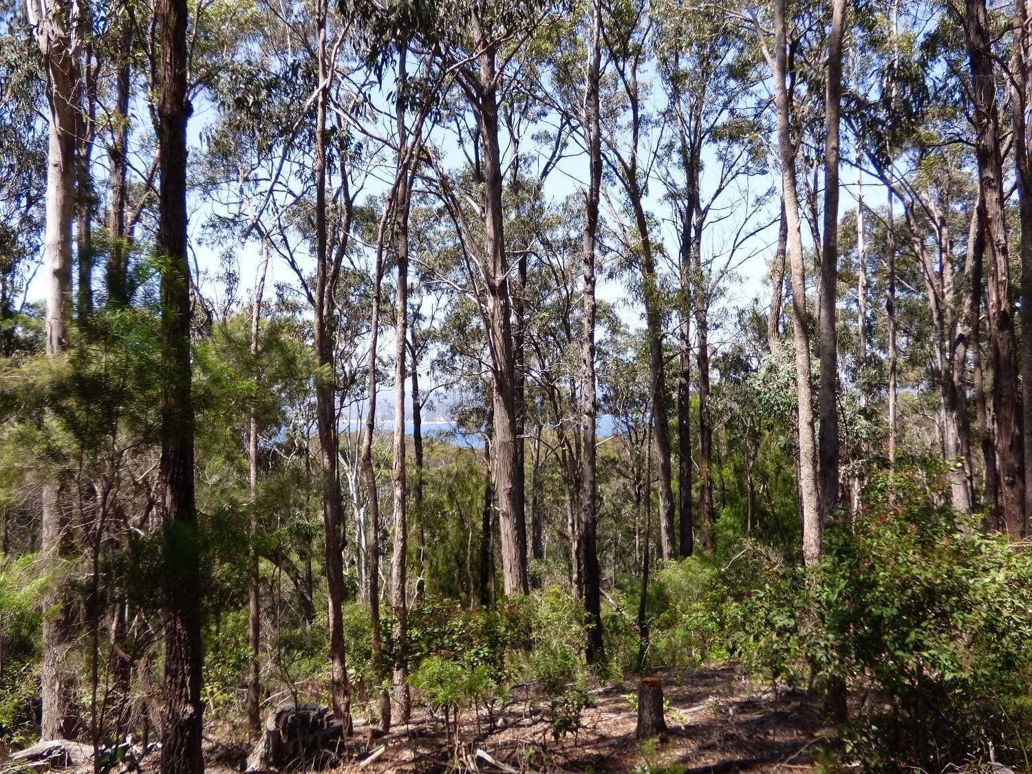208 Princes Hwy, Eden, Eden - Thumbnail 7