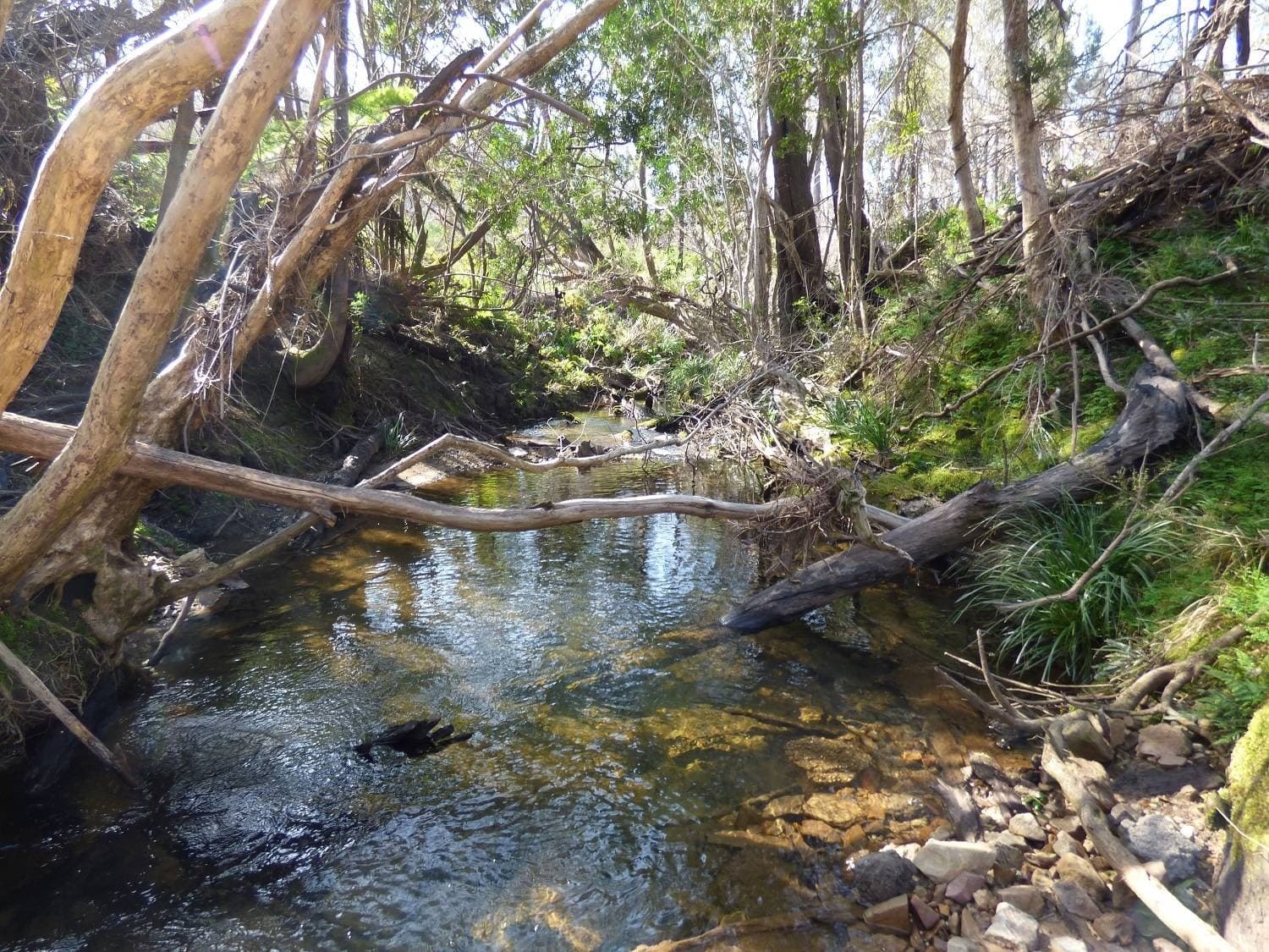 24 Imlay Rd, Narrabarba Via, Eden, Eden - Thumbnail 2