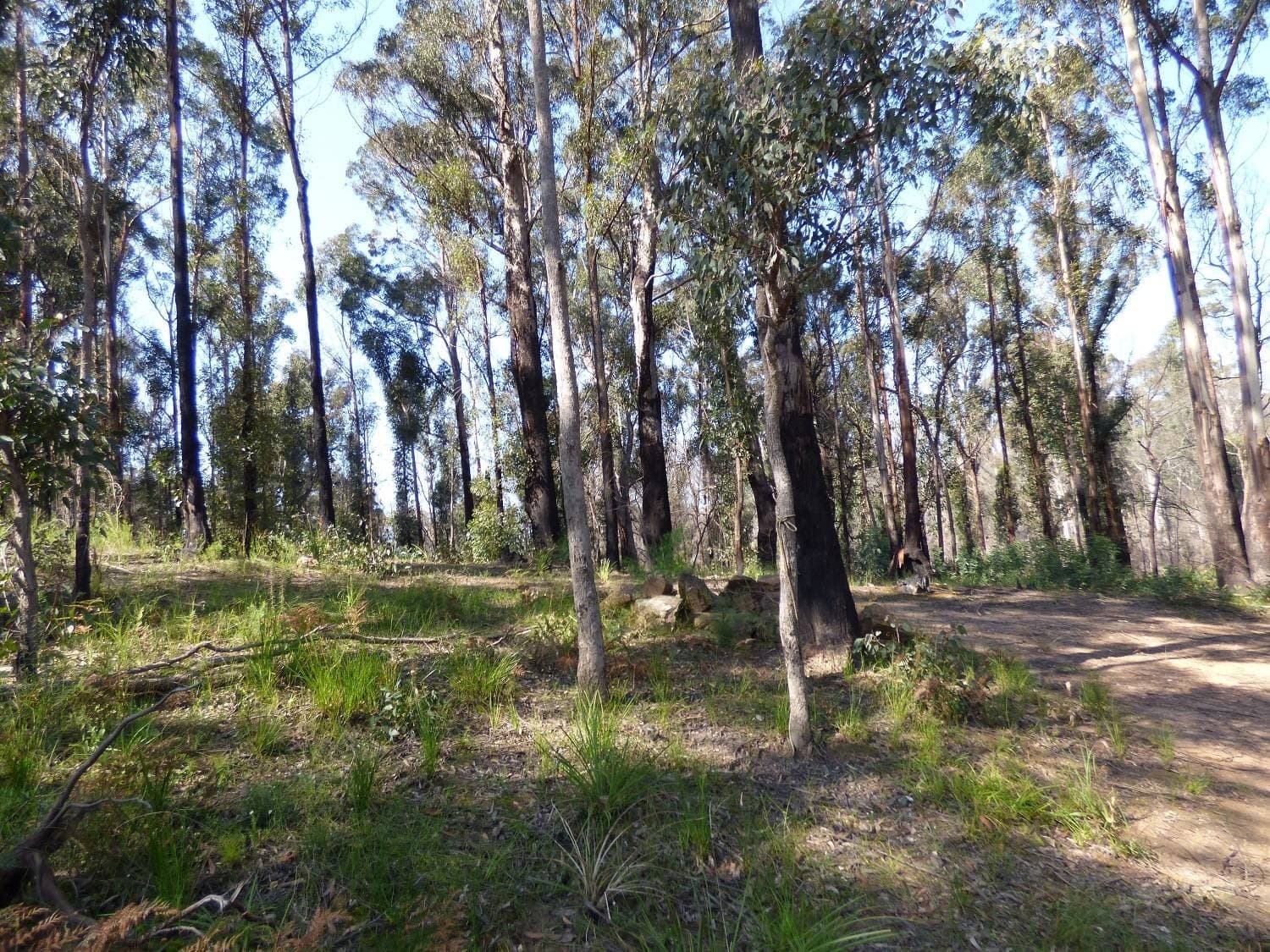 24 Imlay Rd, Narrabarba Via, Eden, Eden - Thumbnail 3