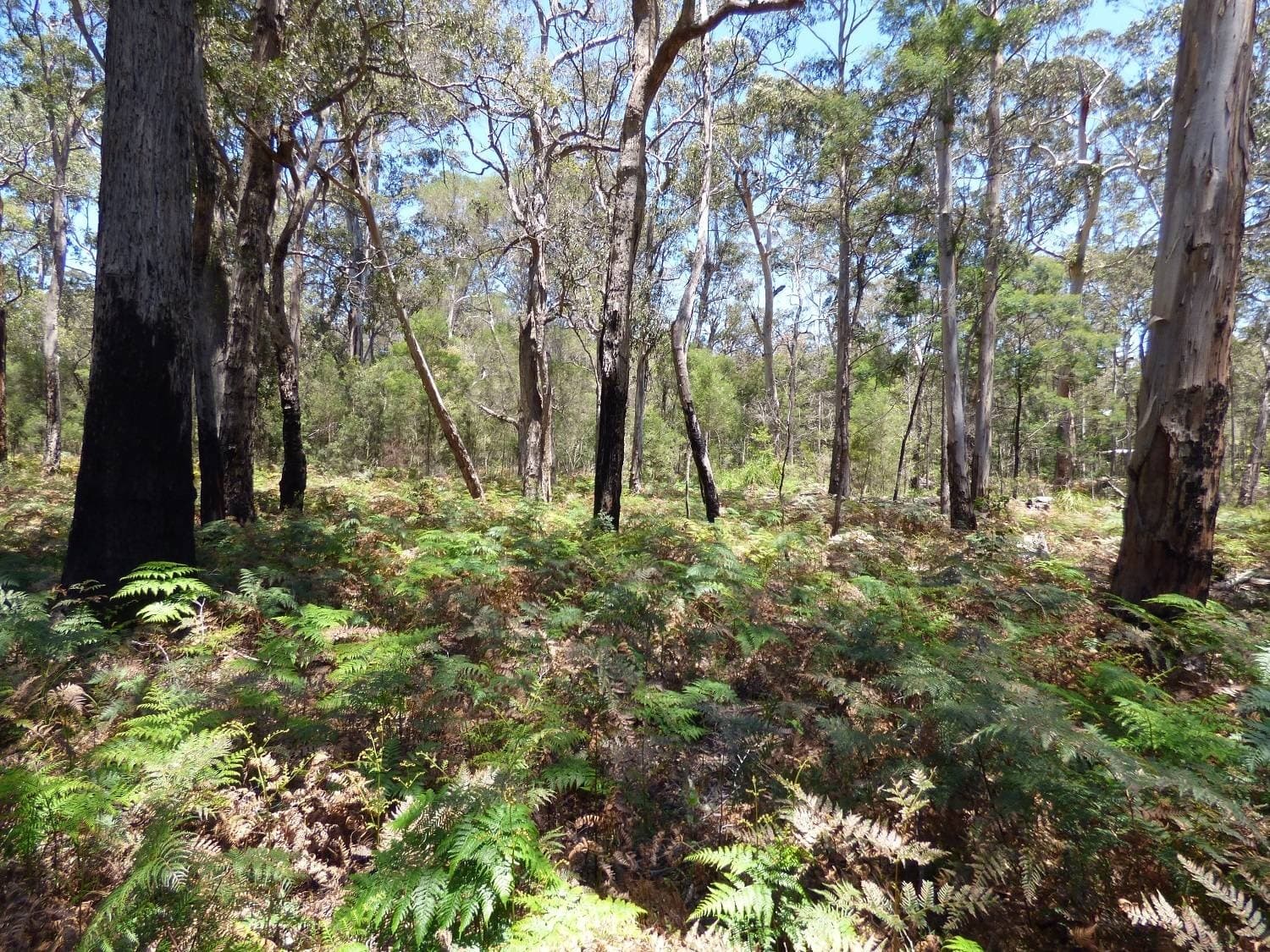 LOT A Gleeson Road Wonboyn Via, Eden, Eden - Thumbnail 7