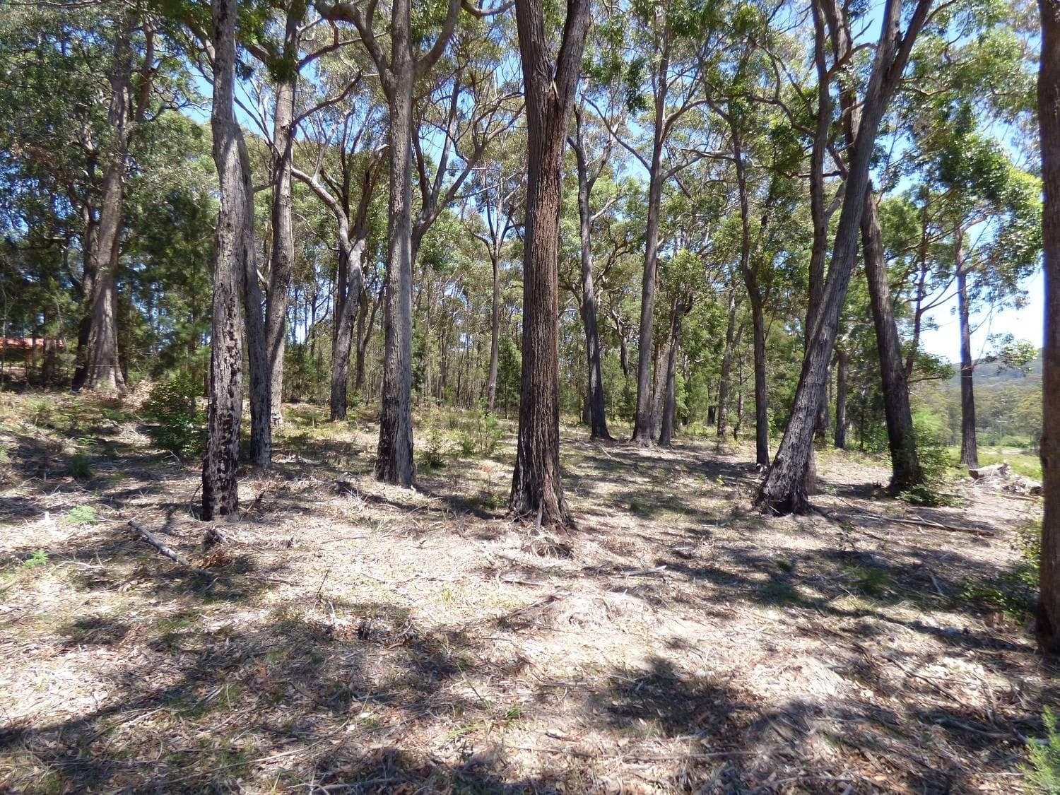 Lot D Gleeson Road Wonboyn Via, Eden, Eden - Thumbnail 4