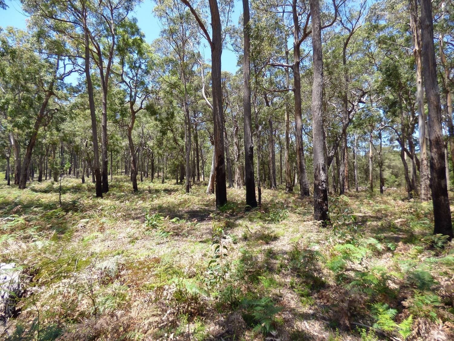 Proposed LOT A,  Gleeson Road Wonboyn Via, Eden, Eden - Thumbnail 5