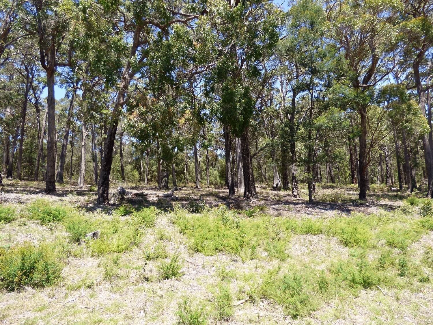 LOT C Gleeson Road Wonboyn Via, Eden, Eden - Thumbnail 6