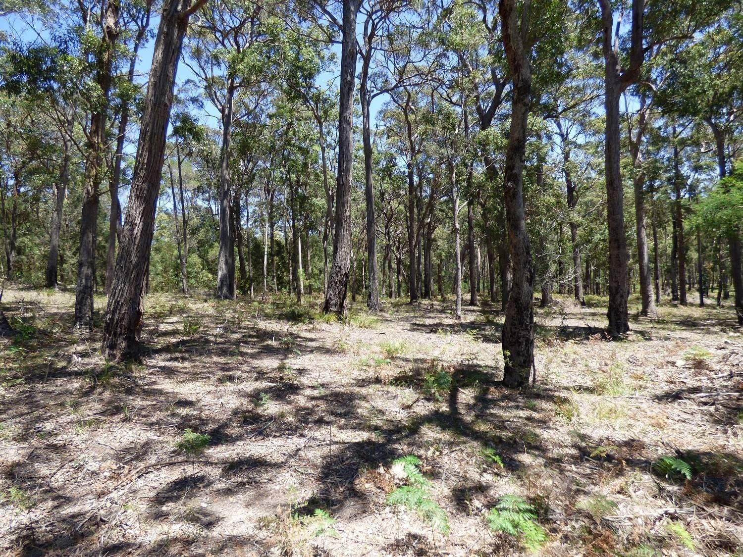 Proposed LOT C,  Gleeson Road Wonboyn Via, Eden, Eden - Thumbnail 8