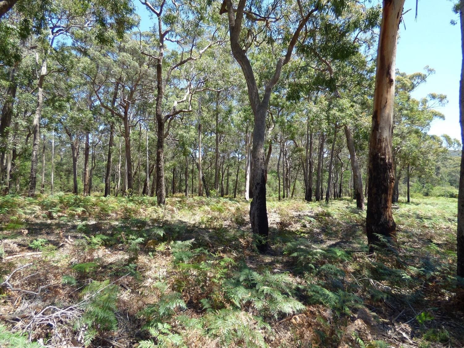 LOT B Gleeson Road Wonboyn Via, Eden, Eden - Thumbnail 4