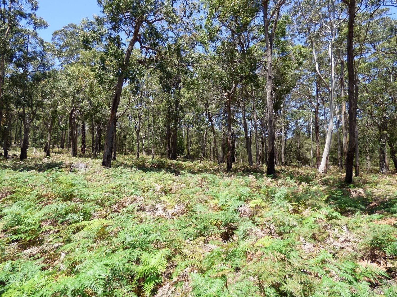 LOT B Gleeson Road Wonboyn Via, Eden, Eden - Thumbnail 7