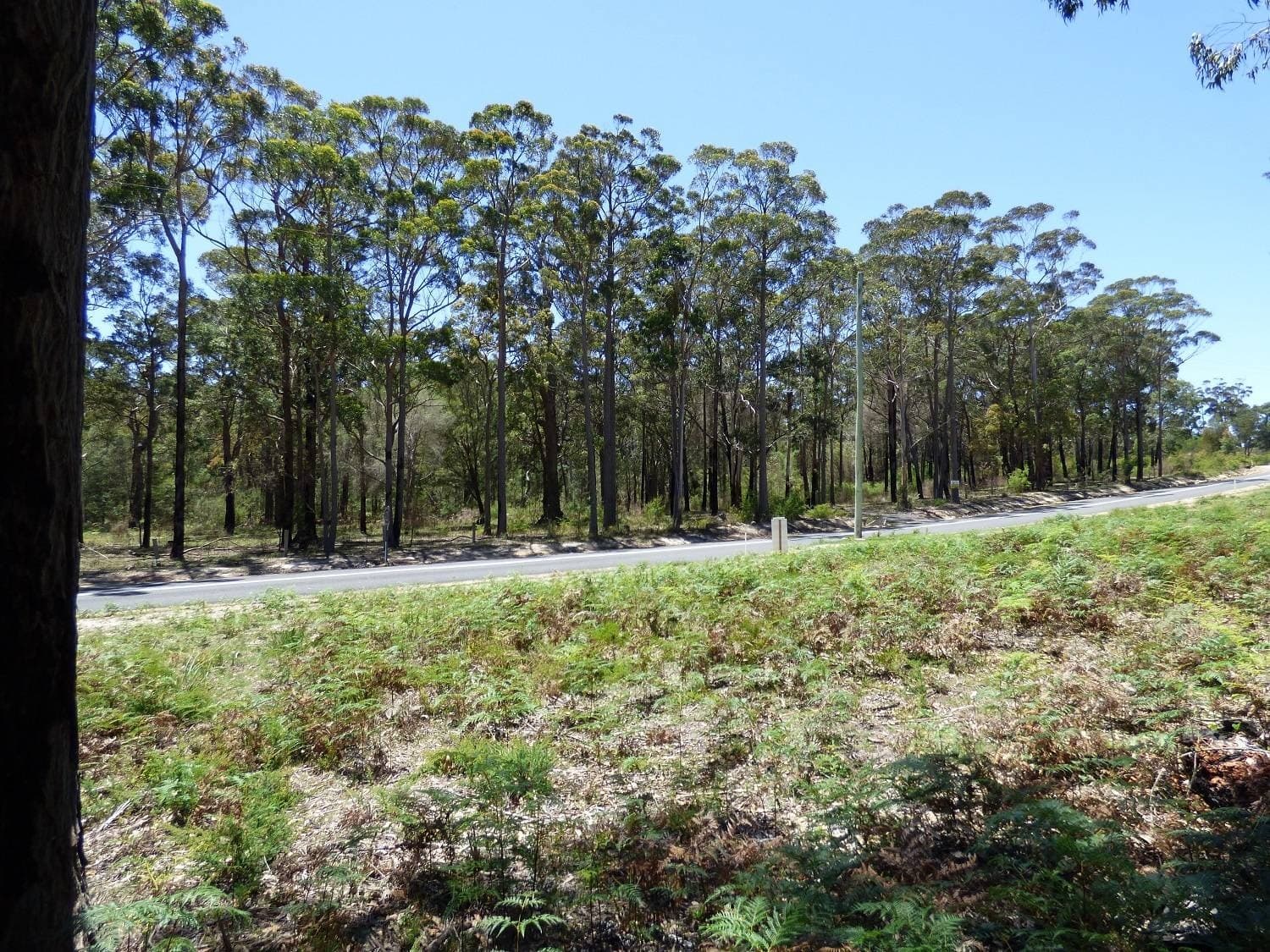 Proposed LOT B,  Gleeson Road Wonboyn Via, Eden, Eden - Thumbnail 6