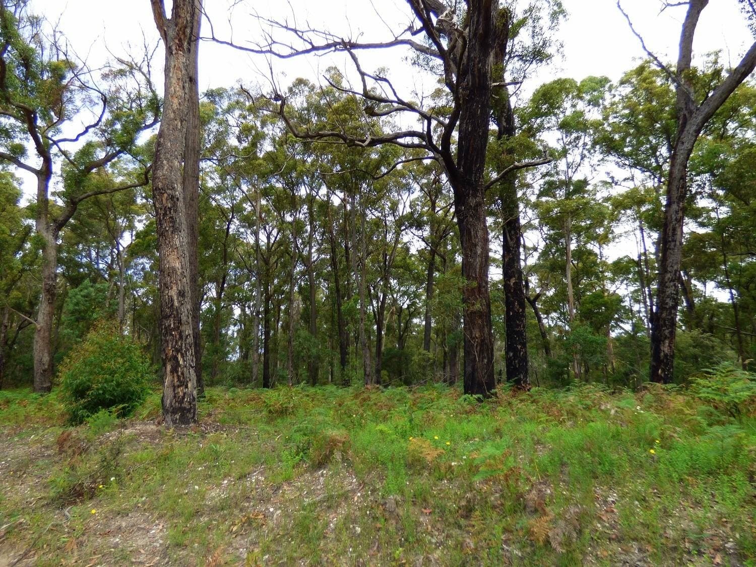 Lot 207 Hopkins Street, Eden, Eden - Thumbnail 3