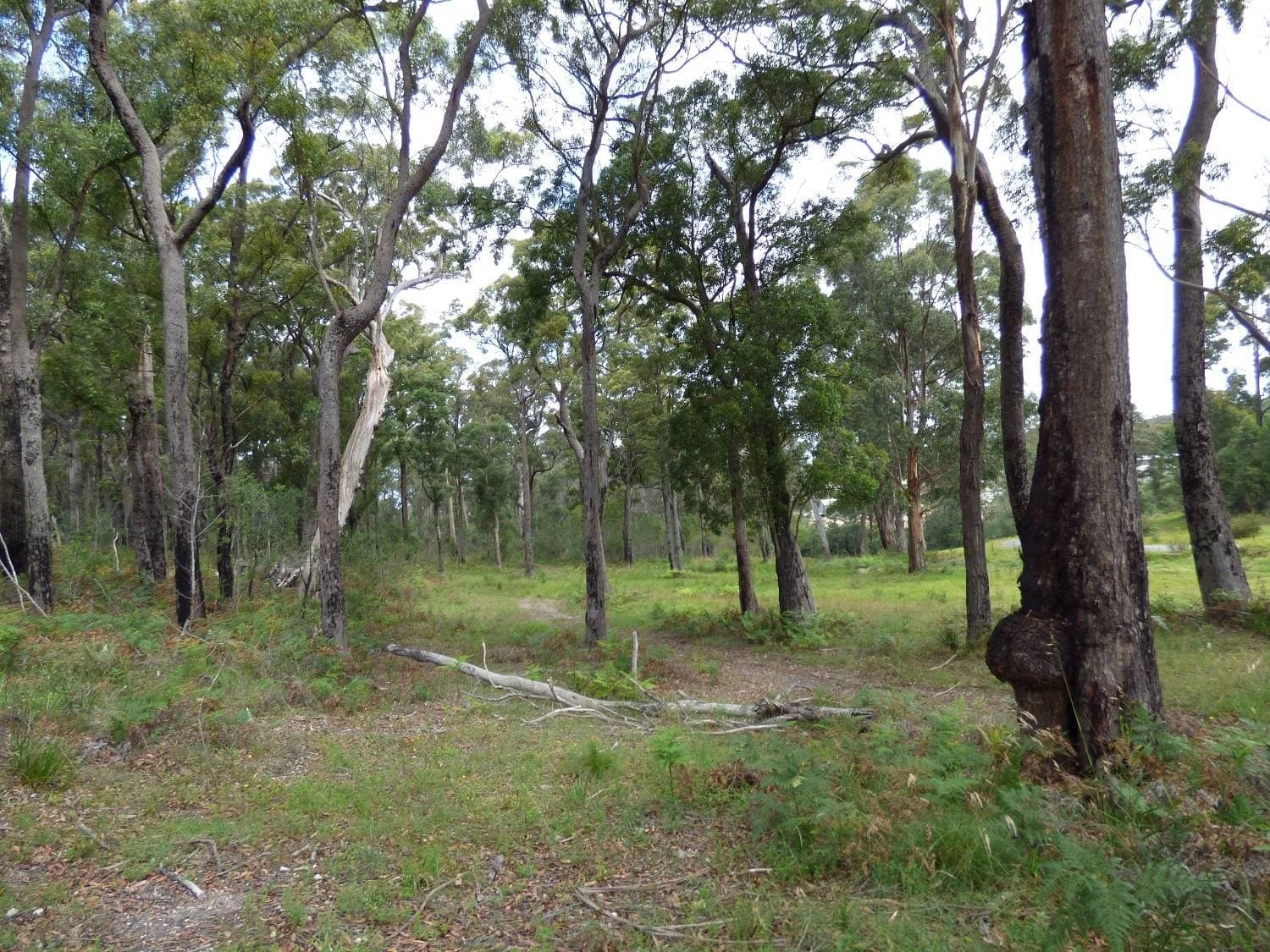 Lot 207 Hopkins Street, Eden, Eden - Thumbnail 4