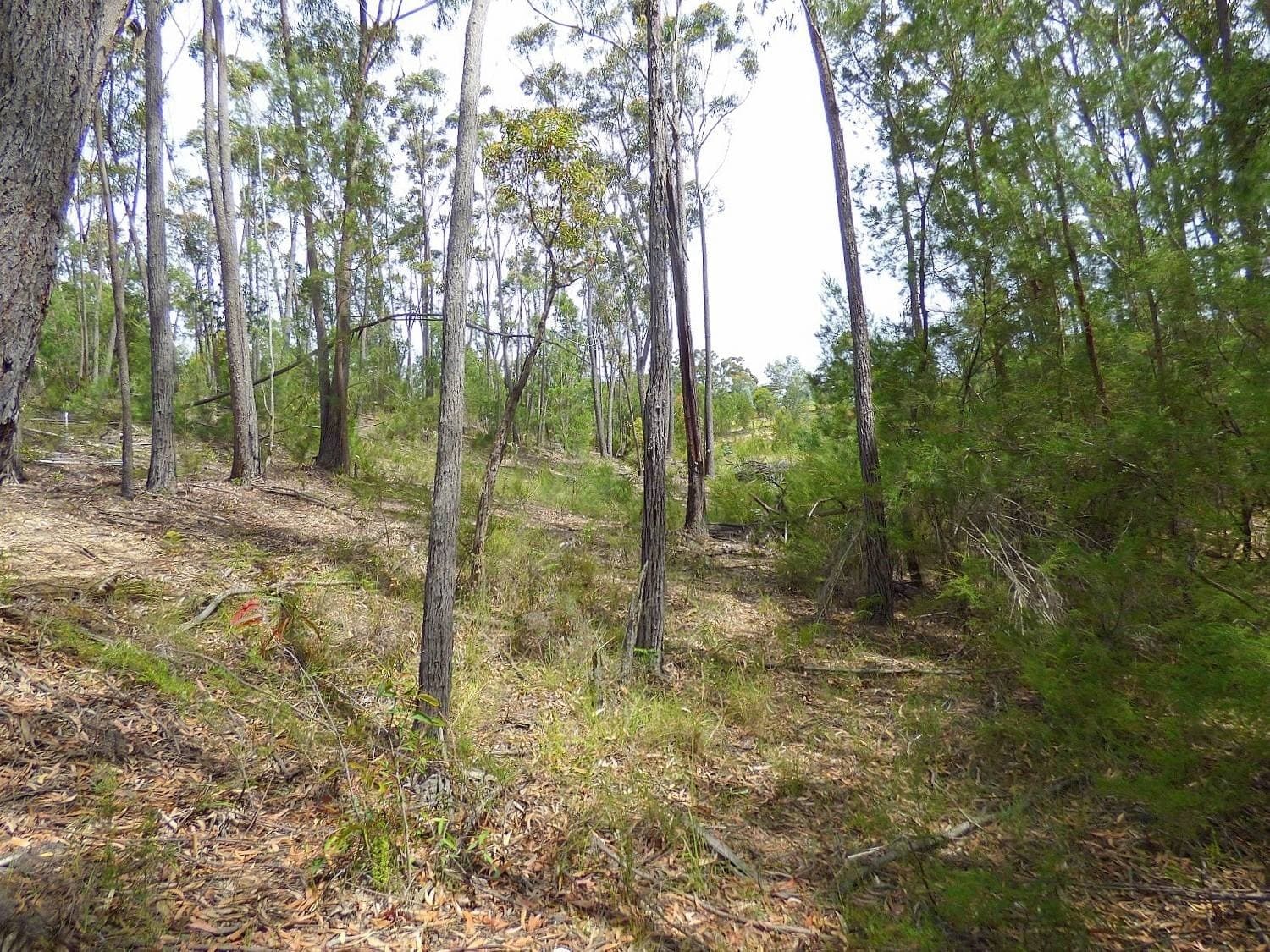 Lot 12 Landing Road, Broadwater Via, Pambula, Pambula - Thumbnail 4