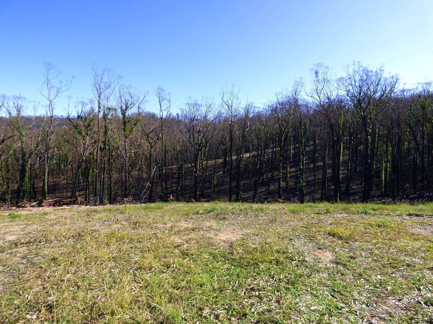 Lot 1 Princes Highway, Kiah Via, Eden, Eden - Thumbnail 5