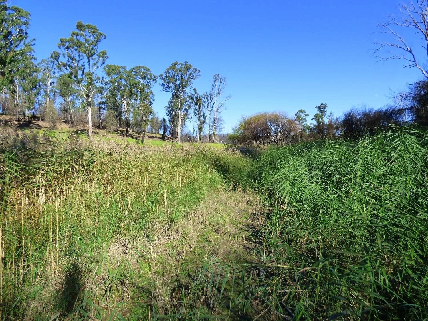 Lot 1 Princes Highway, Kiah Via, Eden, Eden - Thumbnail 6