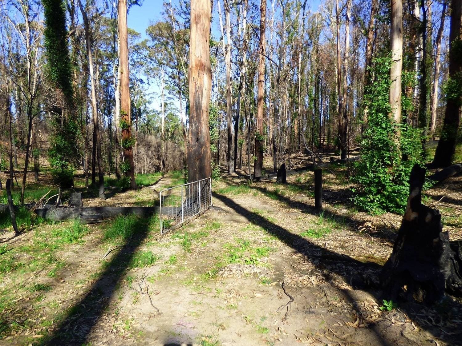 Lot 1 Princes Highway, Kiah Via, Eden, Eden - Thumbnail 7