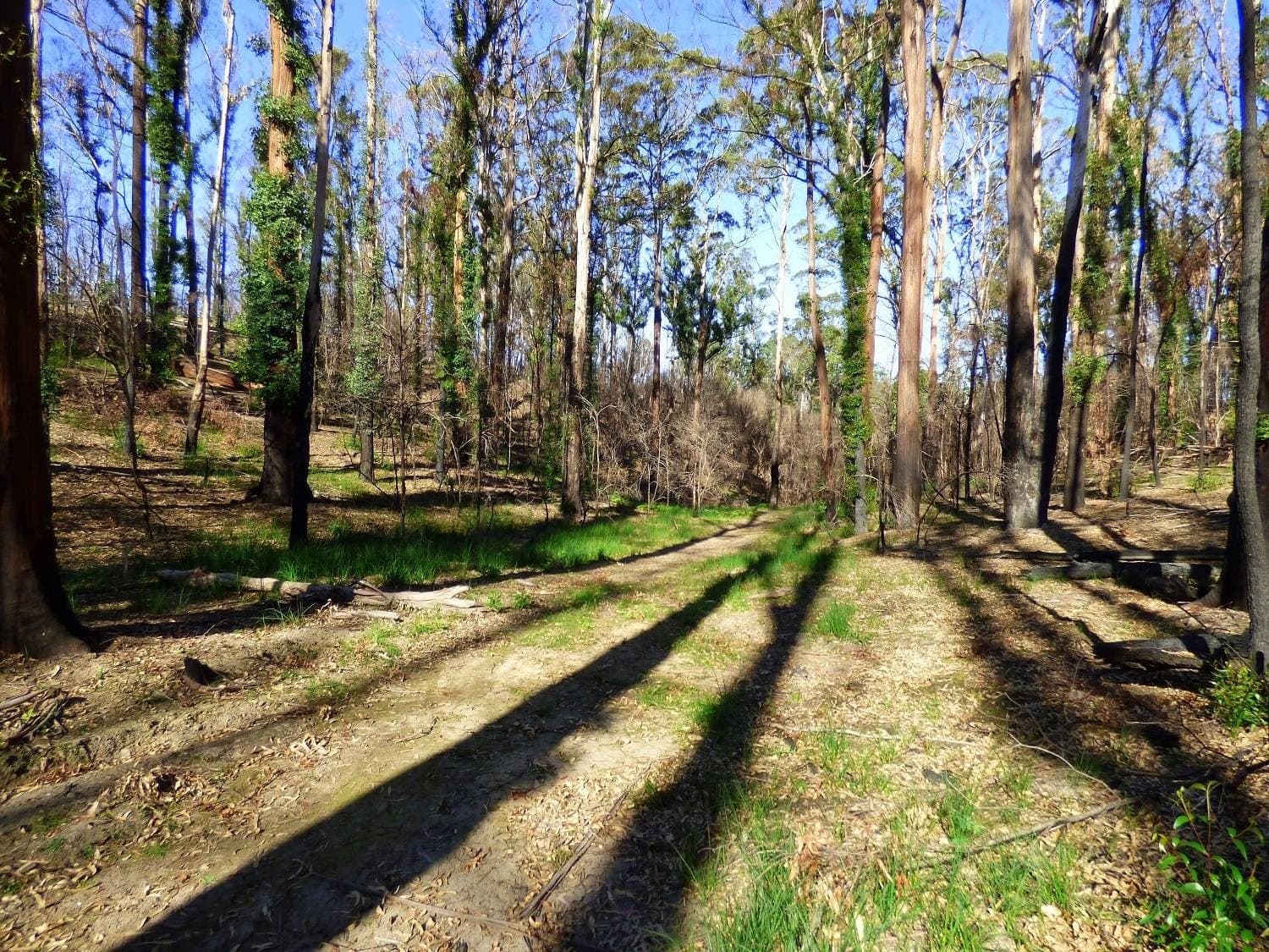 Lot 1 Princes Highway, Kiah Via, Eden, Eden - Thumbnail 8