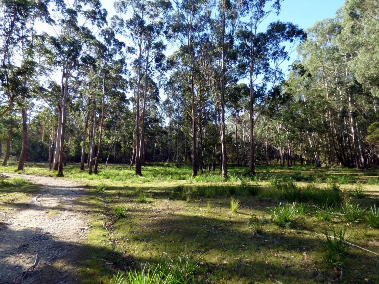 Lots 292 & 293 Princes Highway NARRABARBA Via, Eden, Eden - Thumbnail 3