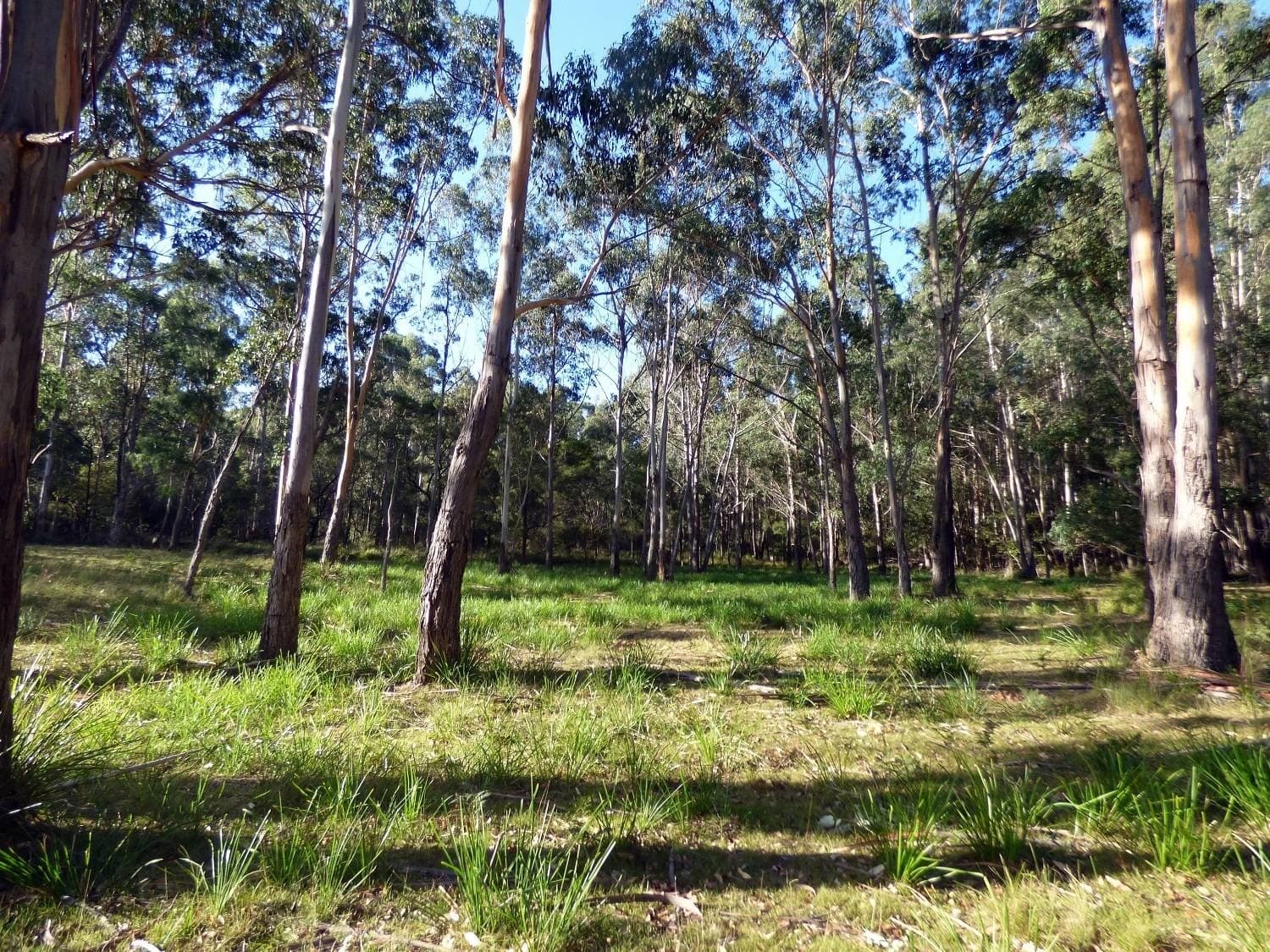 Lots 292 & 293 Princes Highway NARRABARBA Via, Eden, Eden - Thumbnail 5