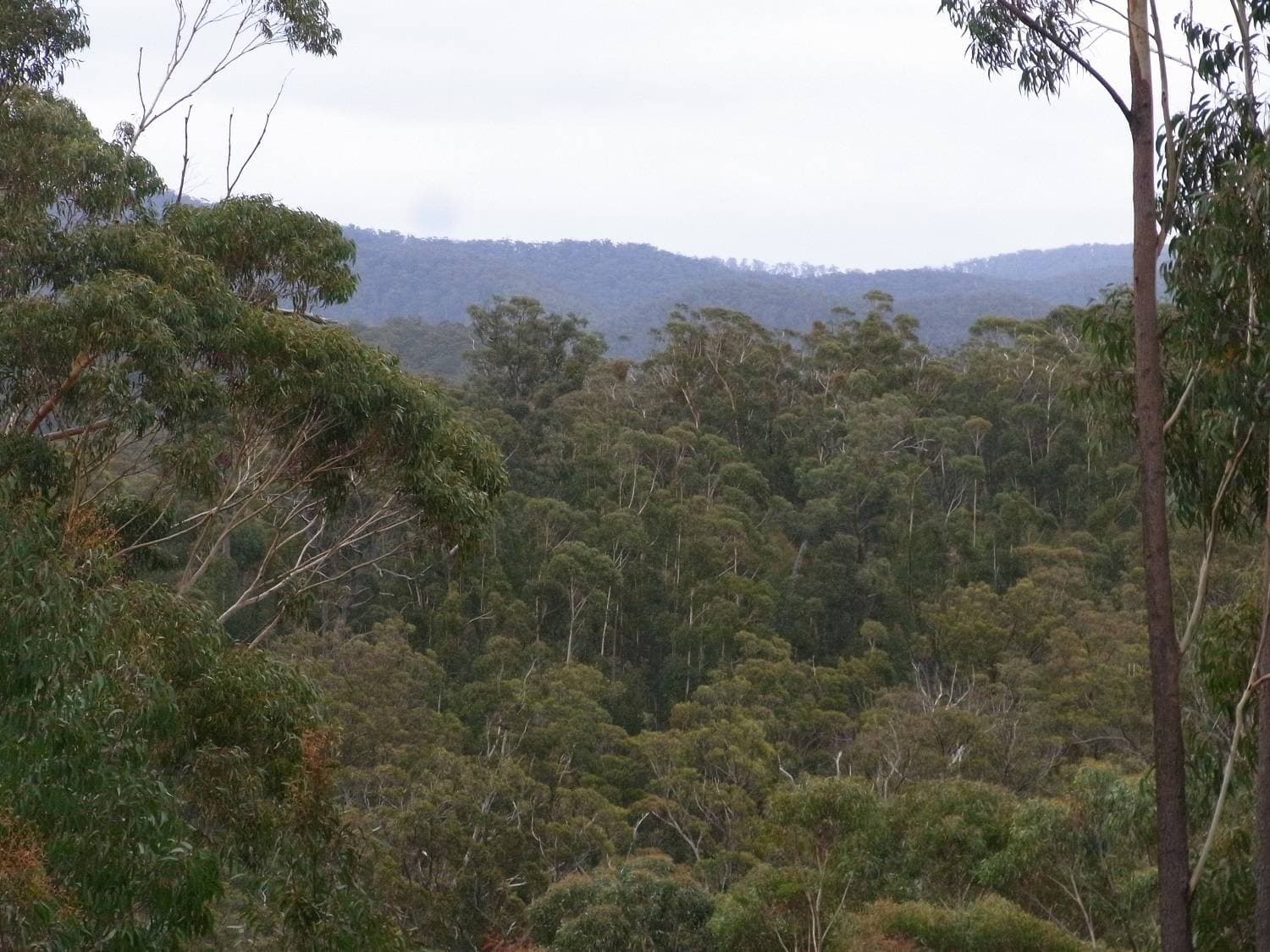 46 The Snake Track, Kiah - Thumbnail 3
