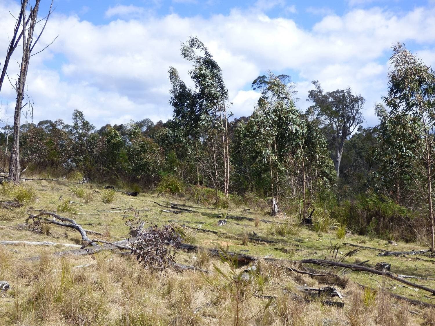 Lot 35 DP 750208, Narrabarba, Narrabarba - Thumbnail 3