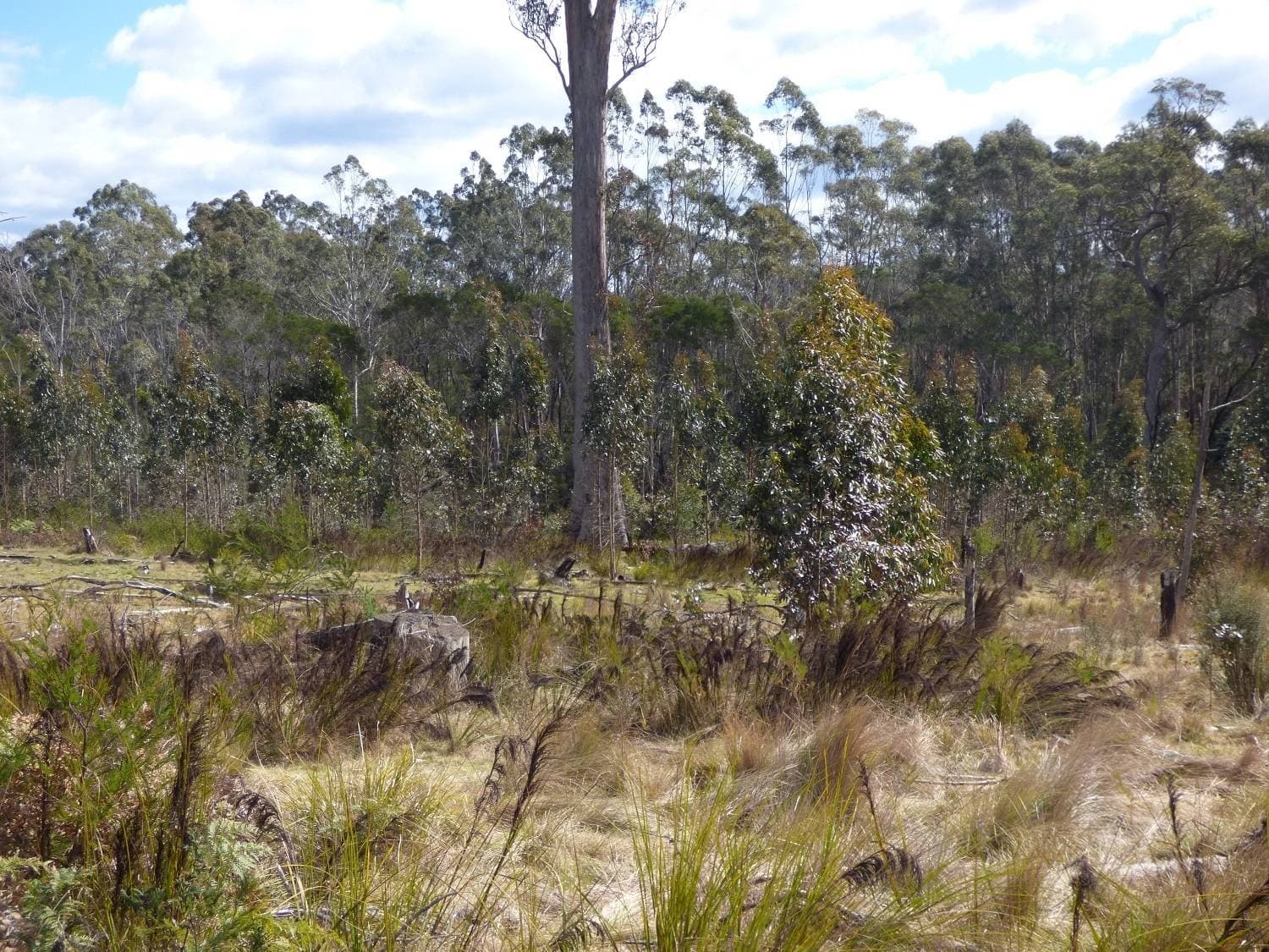 Lot 35 DP 750208, Narrabarba, Narrabarba - Thumbnail 5
