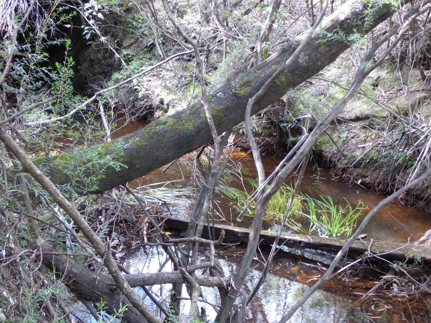 Lot 35 DP 750208, Narrabarba, Narrabarba - Thumbnail 6