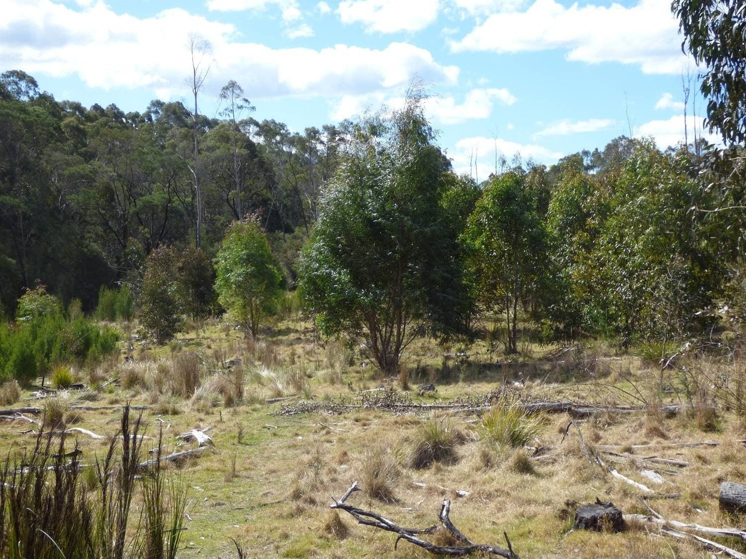 Lot 35 DP 750208, Narrabarba, Narrabarba - Thumbnail 8