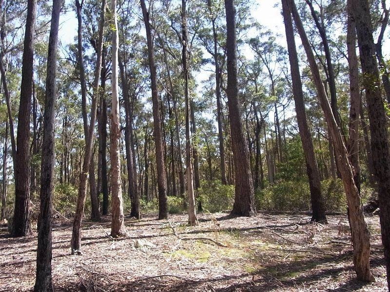 Lot 22 Jim McMahon Drive, Kiah, Kiah - Thumbnail 2