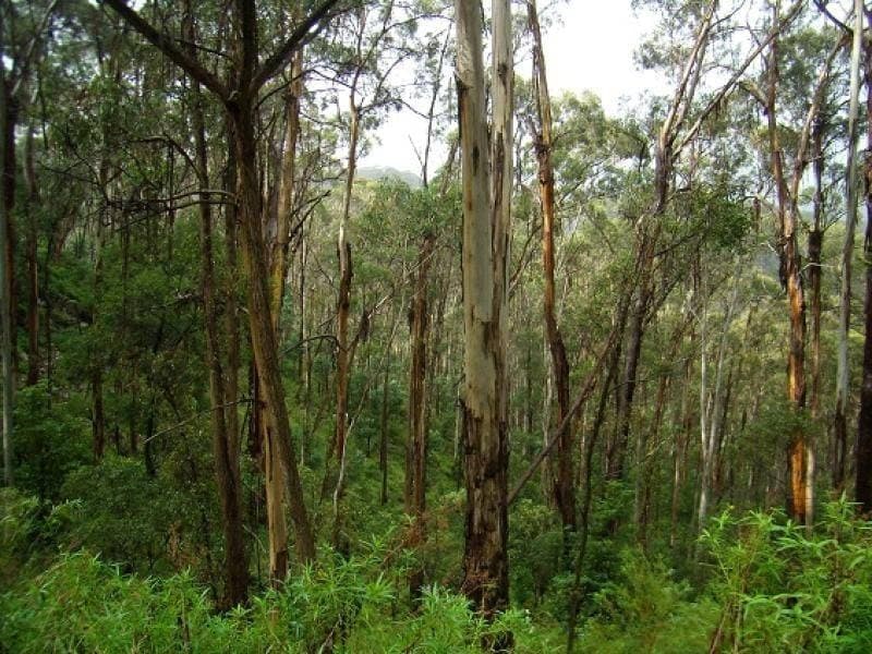 Lot 196 Mt Darragh Road, Wyndham, Wyndham - Image 1