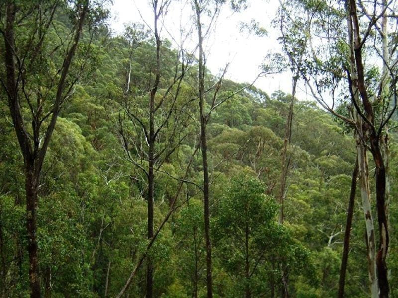 Lot 196 Mt Darragh Road, Wyndham, Wyndham - Thumbnail 5