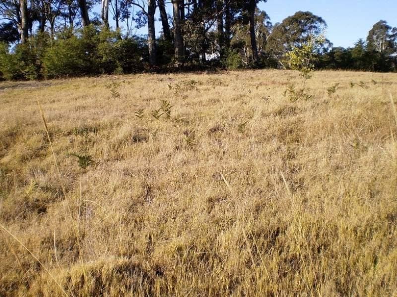 Lot 221 Marlin Avenue, Eden, Eden - Thumbnail 3