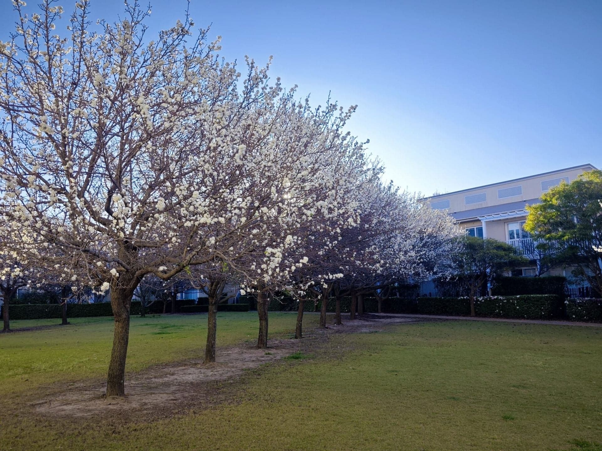 18/16 Orchards Avenue Breakfast Point NSW, Breakfast Point - Thumbnail 2