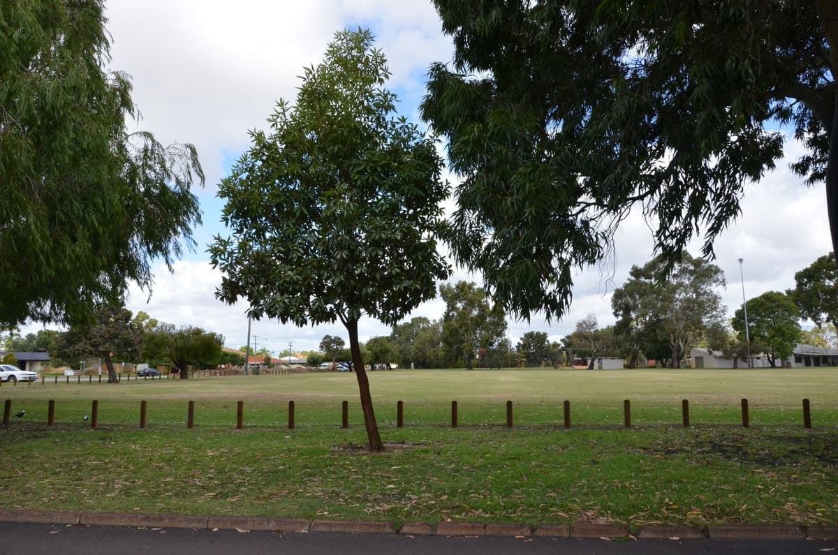 43 Driscoll Street, Morley, WA 6062, Morley - Thumbnail 7