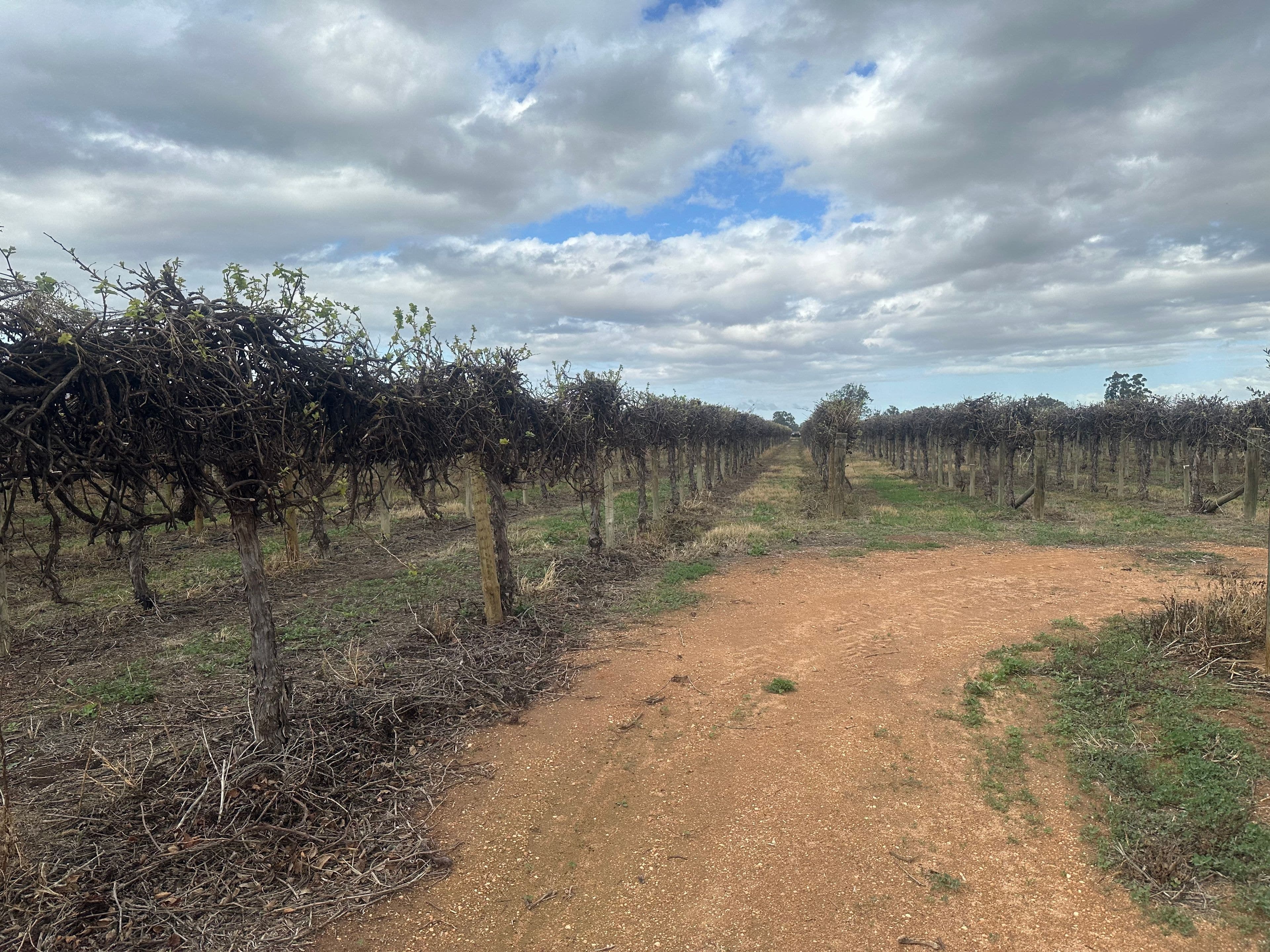 Lot 24 Tarcoola Street, Renmark West SA 5341, Renmark West - Thumbnail 6