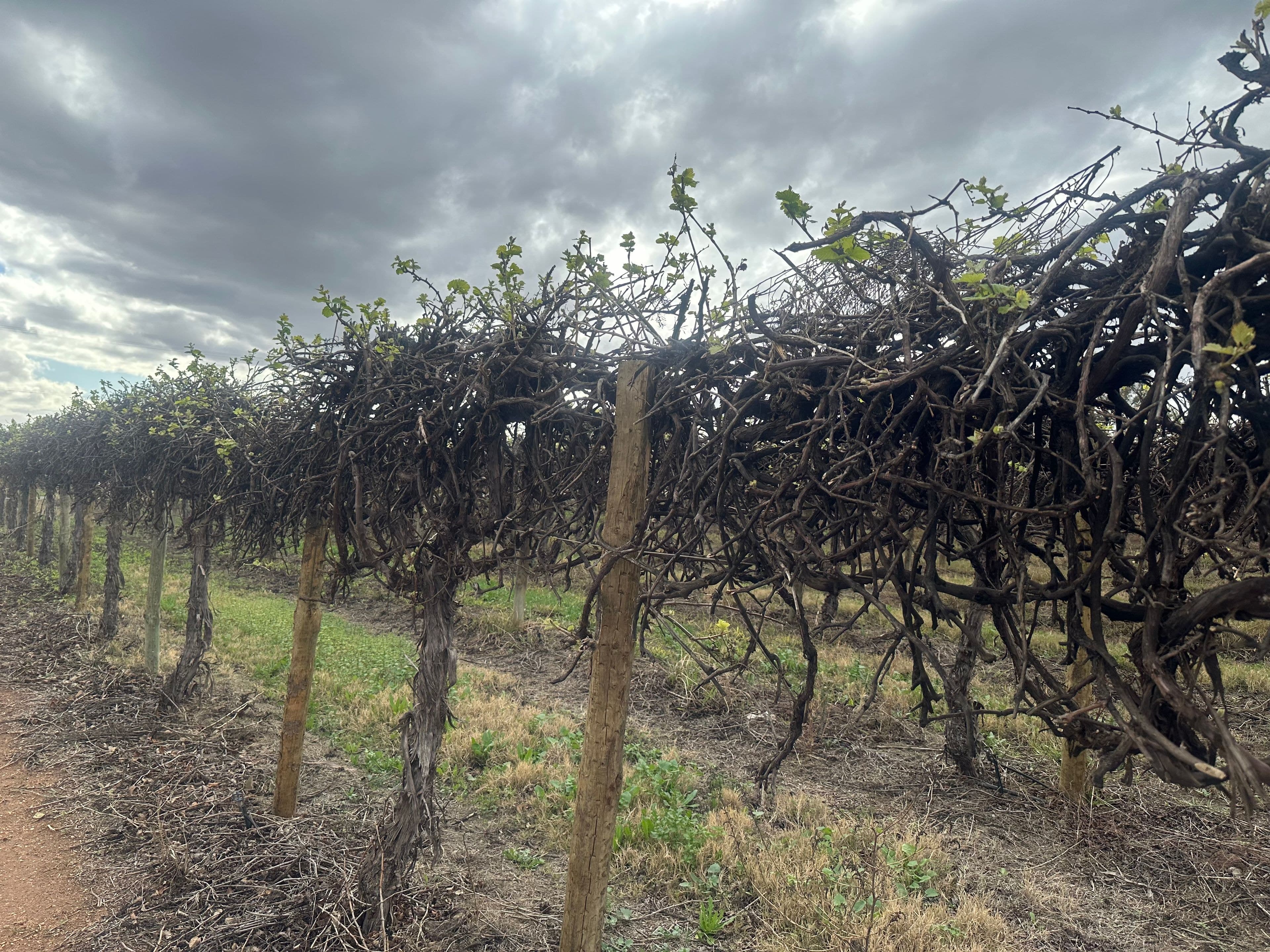 Lot 24 Tarcoola Street, Renmark West SA 5341, Renmark West - Thumbnail 7