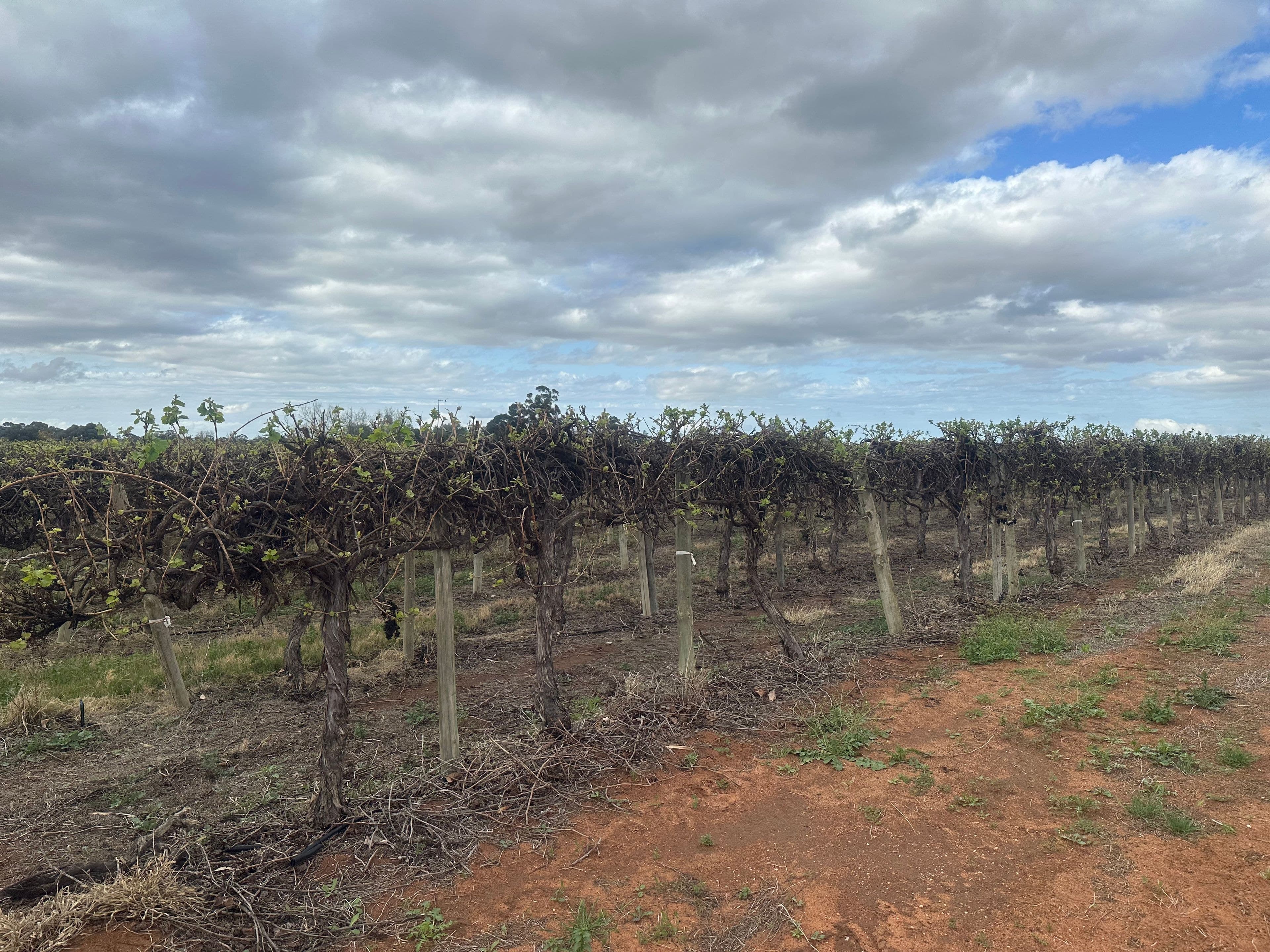 Lot 24 Tarcoola Street, Renmark West SA 5341, Renmark West - Thumbnail 8