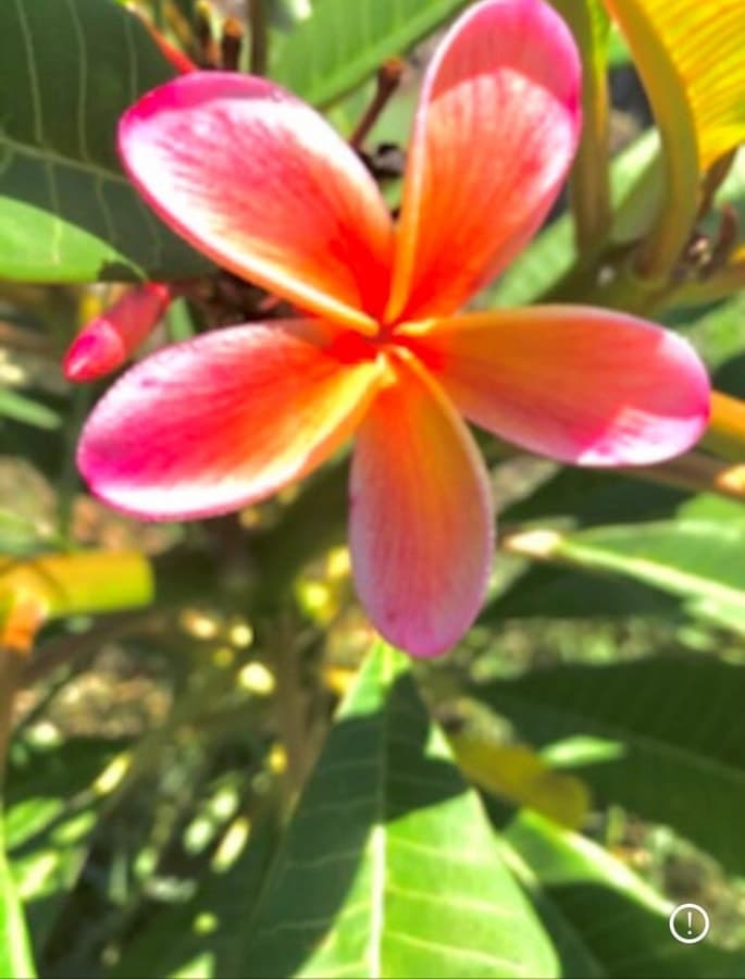 5 Barmundoo Bvld, CALLIOPE, QLD, Calliope - Thumbnail 2
