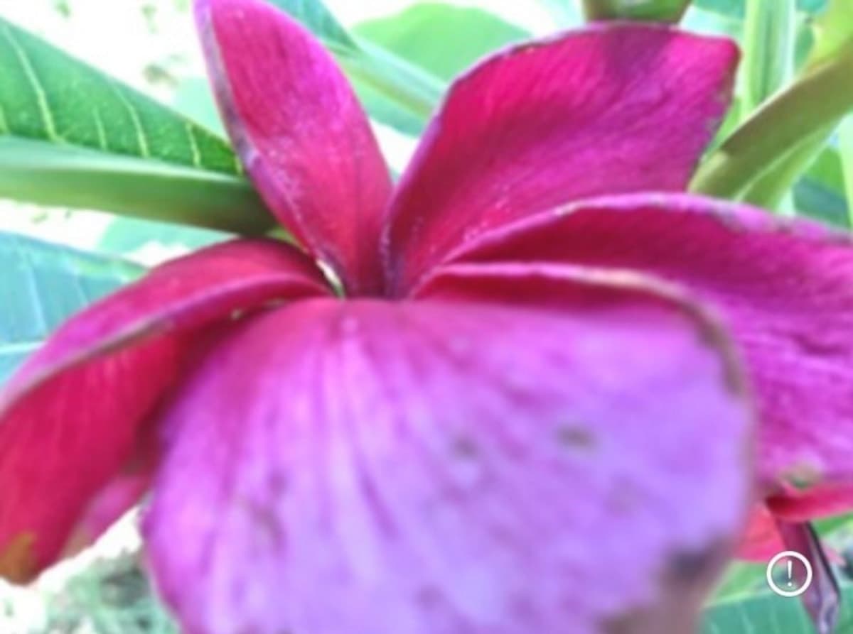 5 Barmundoo Bvld, CALLIOPE, QLD, Calliope - Thumbnail 3