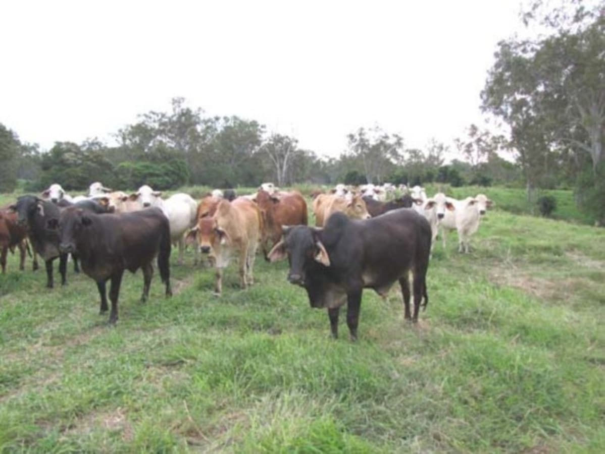 00 Raglan Station Road, RAGLAN, QLD, Raglan - Thumbnail 3