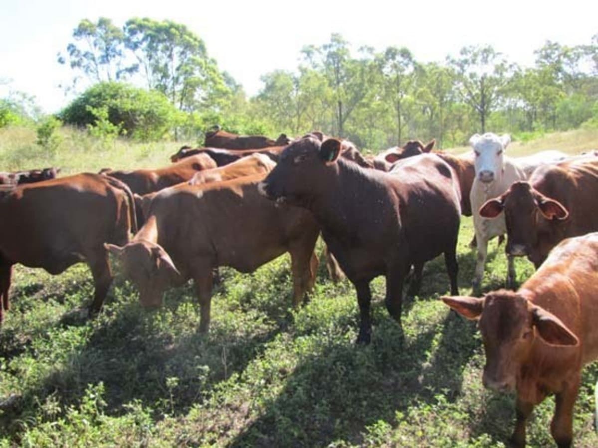 00 Tableland Road, CALLIOPE, QLD, Calliope - Thumbnail 3