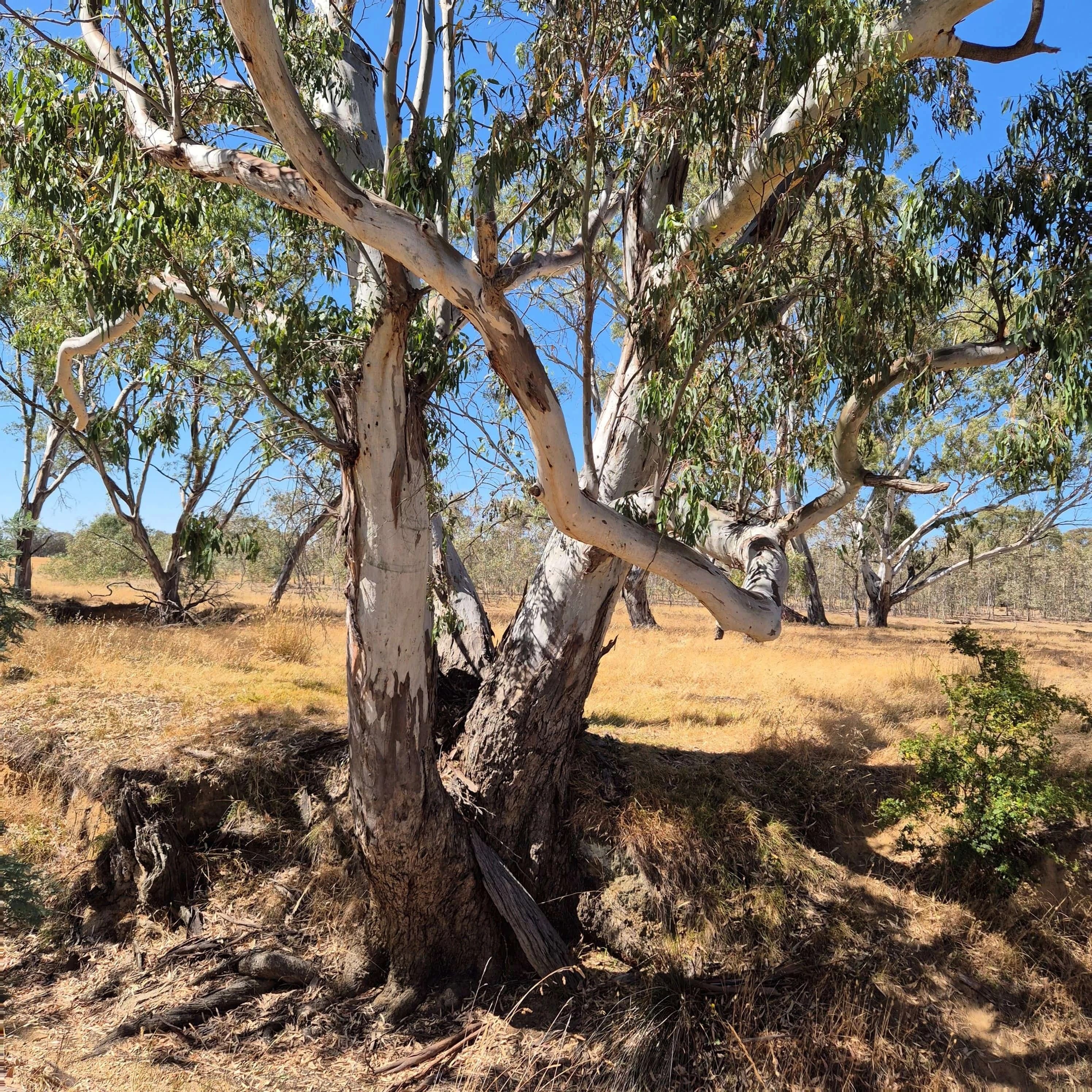 192 MOYREISK REDBANK ROAD, VIC, Land Redbank 19.2 Acres $219.000 - Image 1